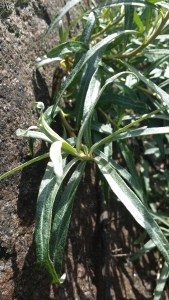 tyrni-hippophae-rhamnoides2