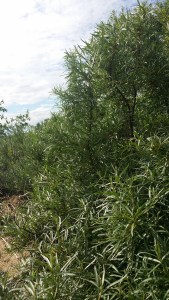 tyrni-hippophae-rhamnoides3