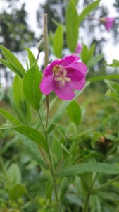 karvahorsma-epilobium-hirsutum