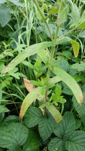 karvahorsma-epilobium-hirsutum2