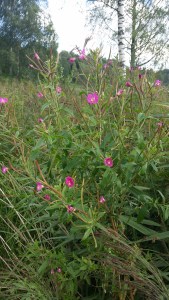 karvahorsma-epilobium-hirsutum4
