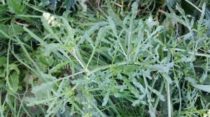 keltareseda-reseda-lutea4