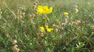 ketopäivännouto-helianthemum-nummularium-ssp-nummularium