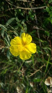 ketopäivännouto-helianthemum-nummularium-ssp-nummularium2