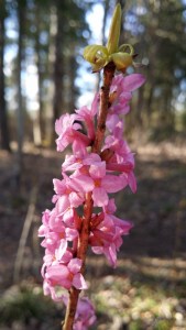 lehtonäsiä-daphne-mezereum