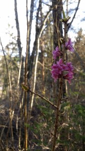 lehtonäsiä-daphne-mezereum2