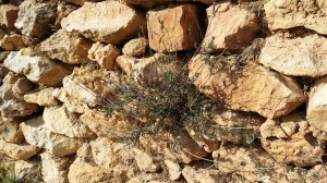 liuskalaventeli-lavandula-multifida