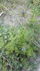 liuskalaventeli-lavandula-multifida5