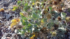 meripiikkiputki-eryngium-maritimum2