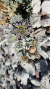 meripiikkiputki-eryngium-maritimum3