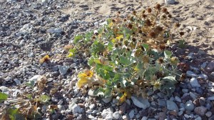 meripiikkiputki-eryngium-maritimum4