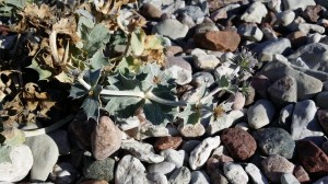 meripiikkiputki-eryngium-maritimum5