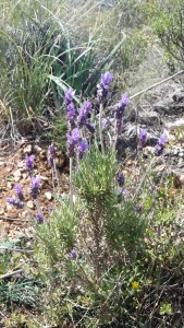 nyhälaventeli-lavandula-dentata