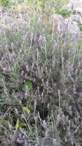 nyhälaventeli-lavandula-dentata5