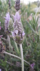 nyhälaventeli-lavandula-dentata6