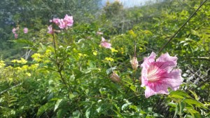 trumpettiliaani-podranea-ricasoliana2