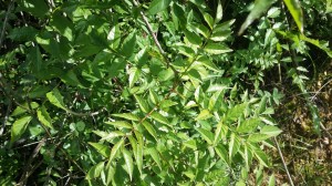 trumpettiliaani-podranea-ricasoliana3