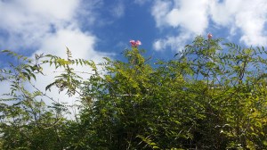 trumpettiliaani-podranea-ricasoliana4