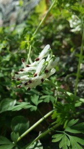 valkoemäkki-fumaria-capreolata