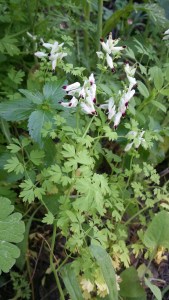 valkoemäkki-fumaria-capreolata3