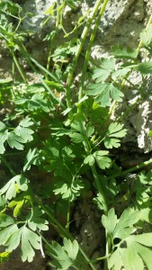 valkoemäkki-fumaria-capreolata4