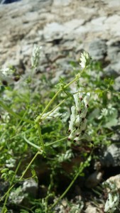 valkoemäkki-fumaria-capreolata5