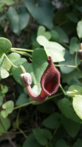 andalusianpiippuruoho-aristolochia-baetica