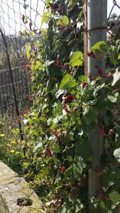 andalusianpiippuruoho-aristolochia-baetica2