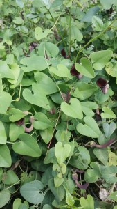 andalusianpiippuruoho-aristolochia-baetica3