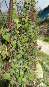 andalusianpiippuruoho-aristolochia-baetica5