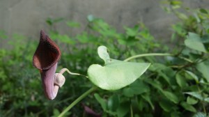 andalusianpiippuruoho-aristolochia-baetica6