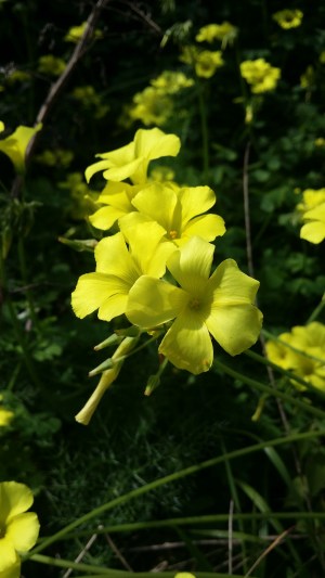 nuokkukäenkaali-oxalis-pes-caprae