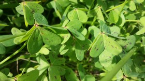 nuokkukäenkaali-oxalis-pes-caprae2