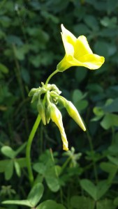 nuokkukäenkaali-oxalis-pes-caprae3