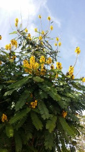 terttusenna-cassia-didymobotrya