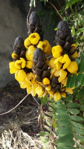 terttusenna-cassia-didymobotrya2