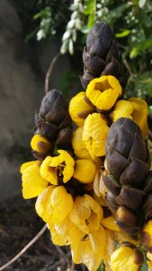 terttusenna-cassia-didymobotrya3