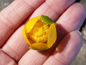 isoulpukka-nuphar-lutea