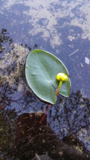isoulpukka-nuphar-lutea2