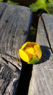 isoulpukka-nuphar-lutea3