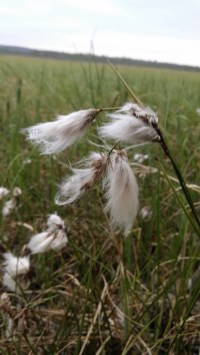Lettovilla-eriophorum-latifolium2