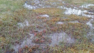 pitkälehtikihokki-drosera-anglica2