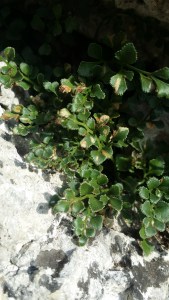 seinäraunioinen-asplenium-ruta-muraria3