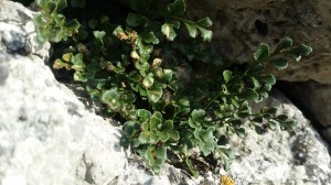 seinäraunioinen-asplenium-ruta-muraria4