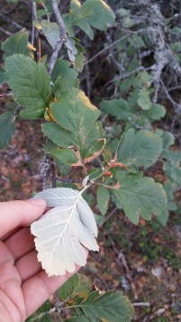 suomenpihlaja-sorbus-hybrida