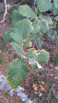 suomenpihlaja-sorbus-hybrida2