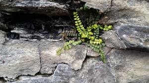 tummaraunioinen-asplenium-trichomanes