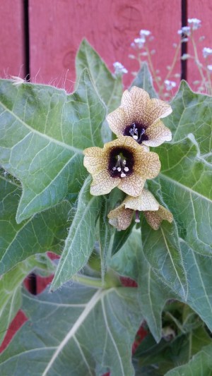 hullukaali-hyoscyamus-niger