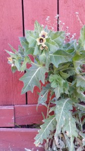 hullukaali-hyoscyamus-niger2