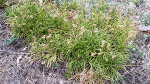 kangaskeltalieko-pihasiastrum-complanatum-ssp-complanatum2